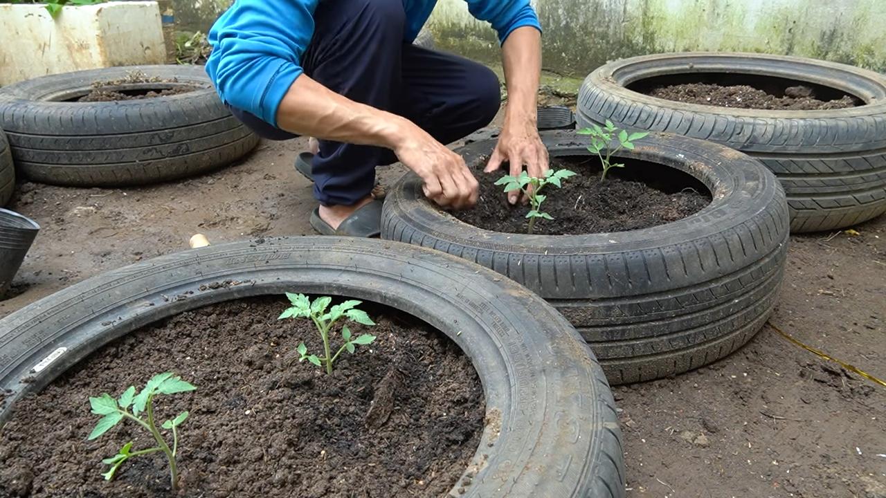 Tomatenanbau zu Hause