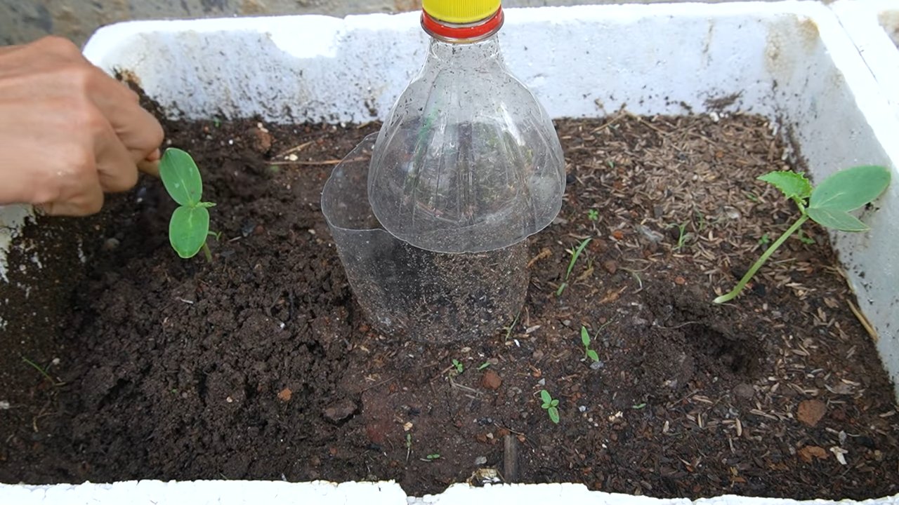 Wassermelone Anbau Tipps