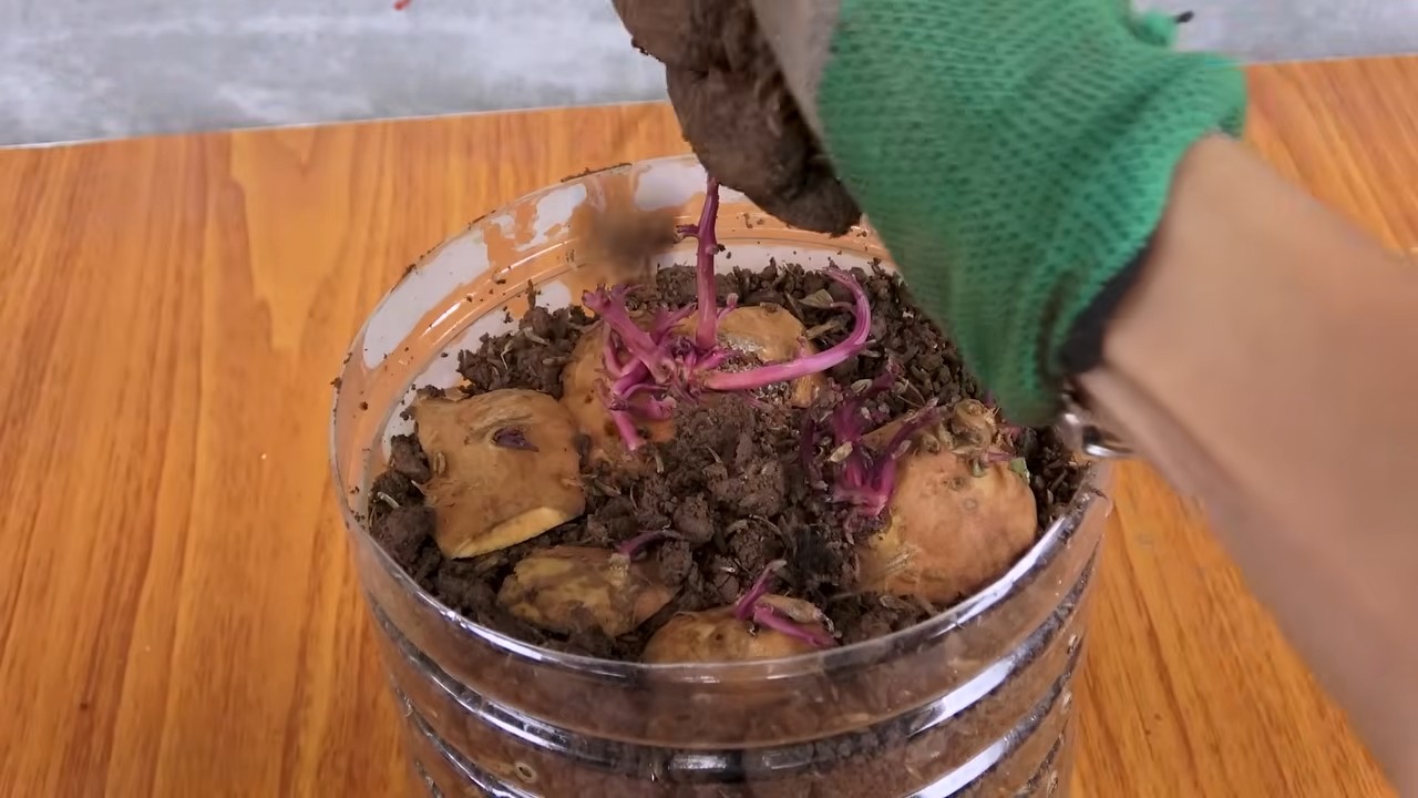 Süßkartoffeln aus Knollen ziehen