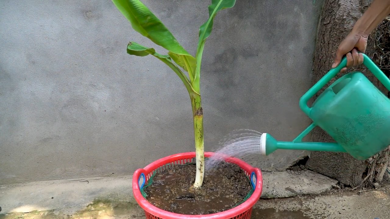 Bananen zu Hause anbauen