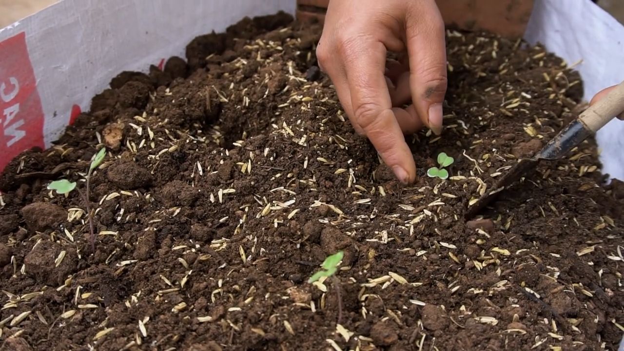 Kohlrabi Anbau im Sack