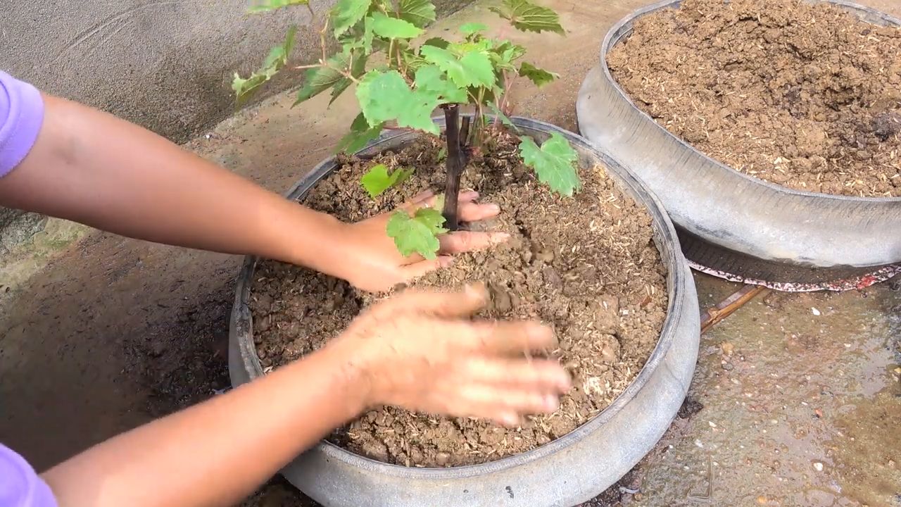 Weinreben aus Ästen ziehen