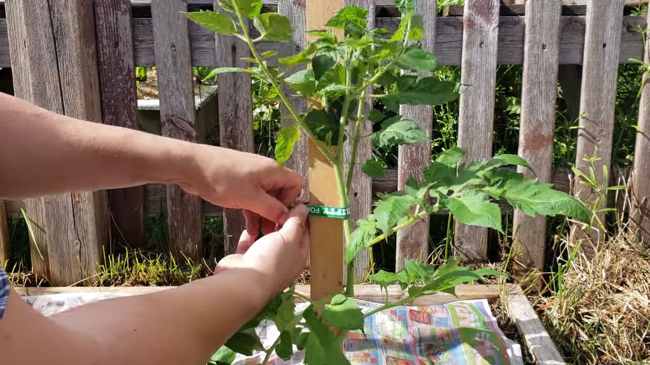 Roma Tomaten Anbau Anleitung