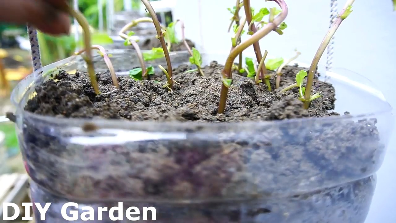 Minze einfach Indoor anbauen
