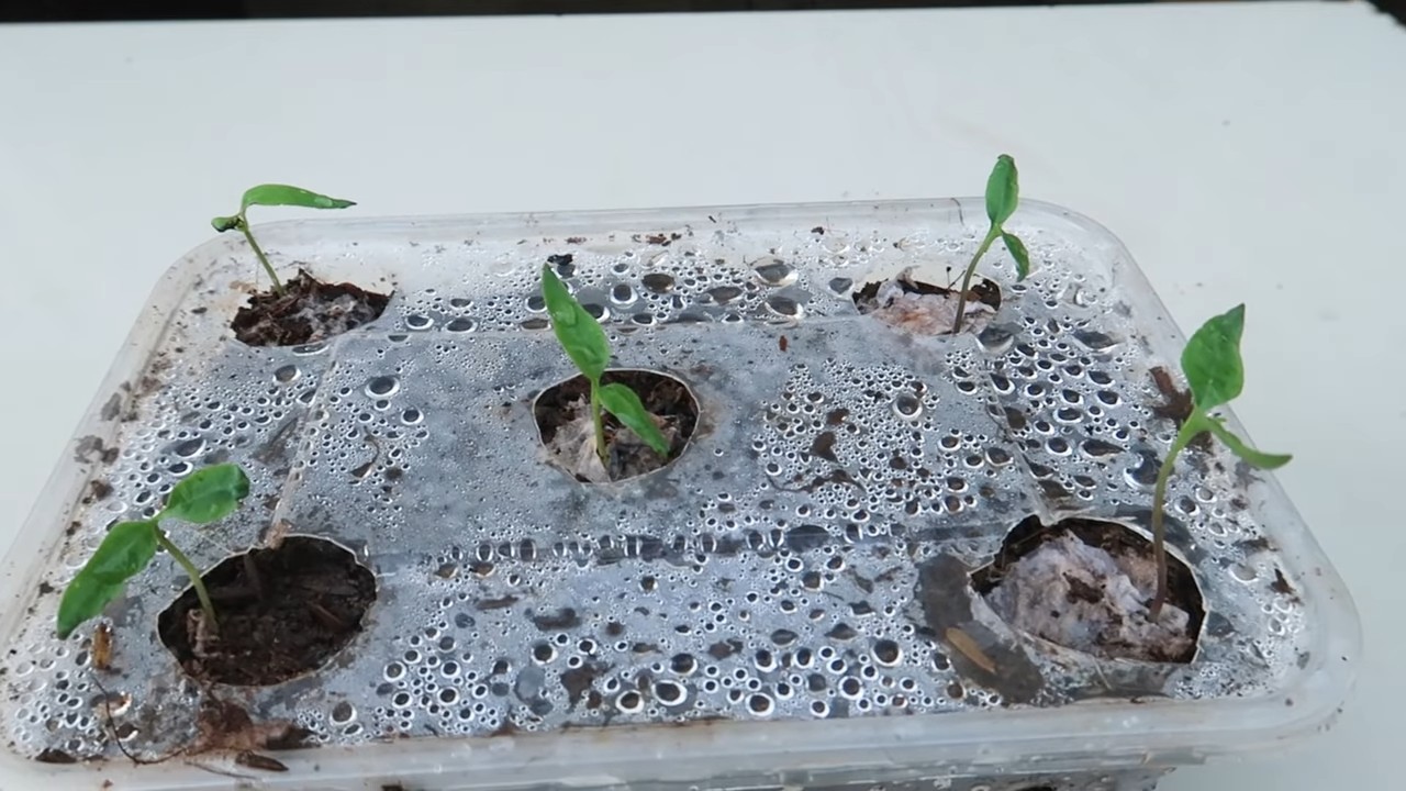 Paprika Ernte verdoppeln