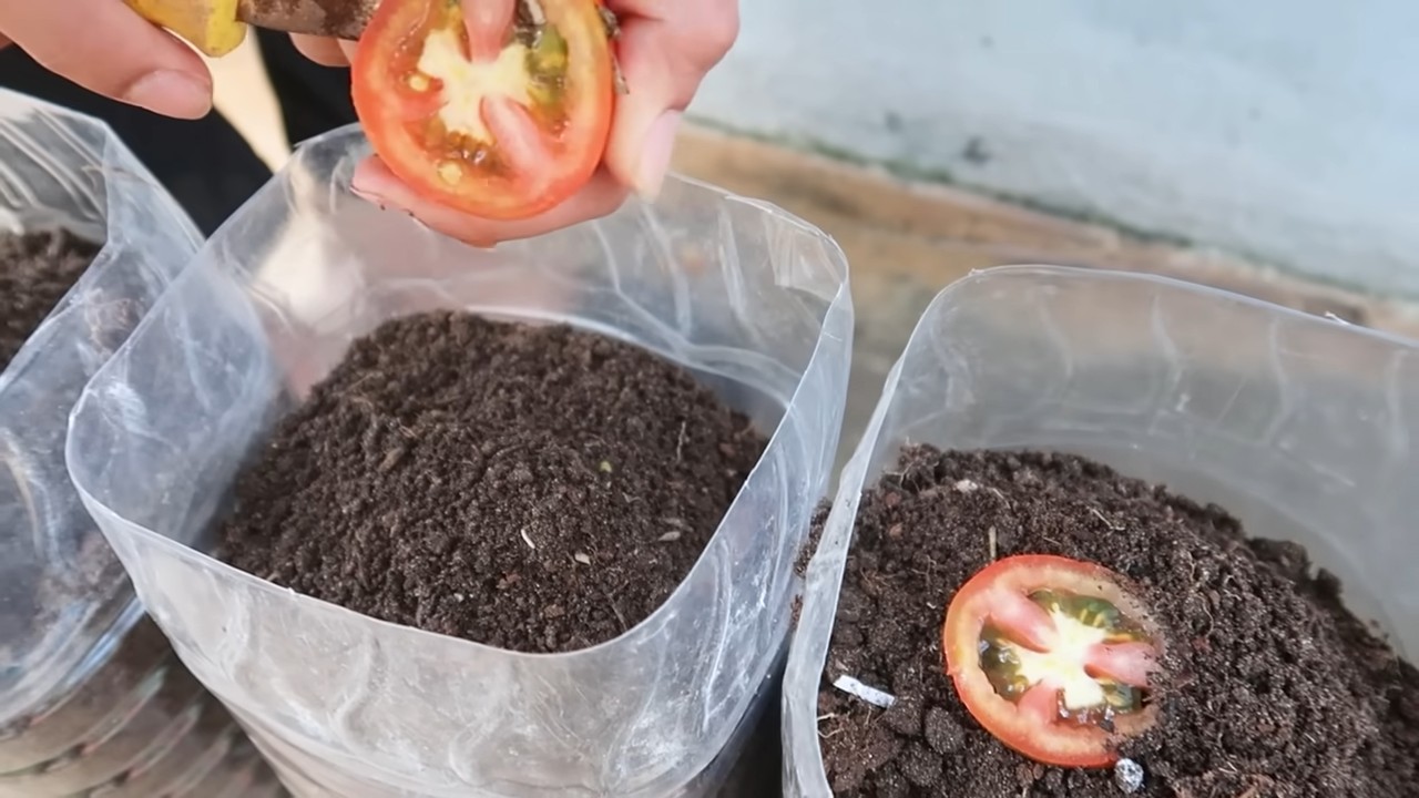 Tomatengarten für die ganze Familie