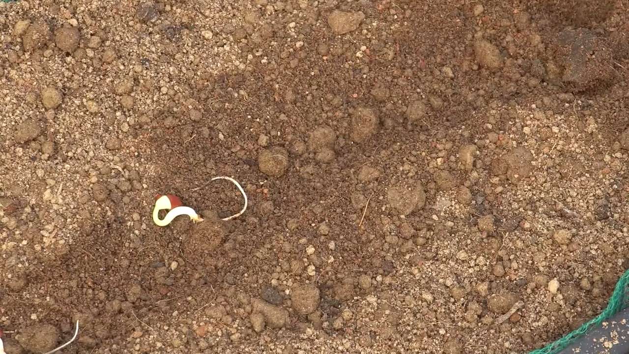Lange Bohnen Ernten Anleitung