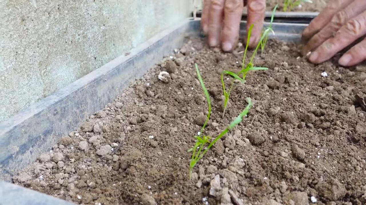 Dill Anbau im Küchengarten