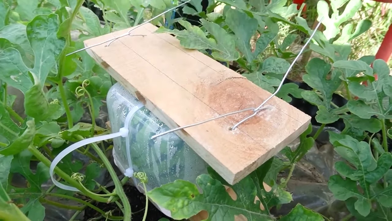 Quadratische Wassermelone selber ziehen