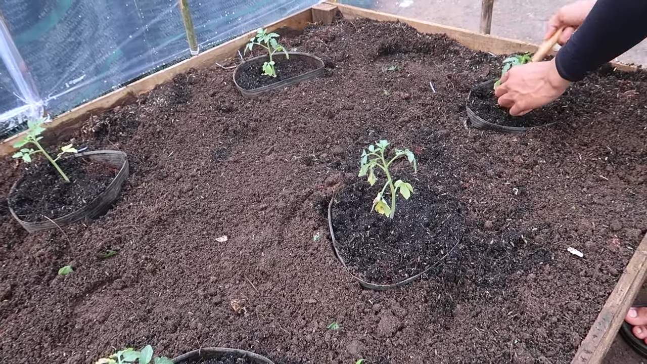 Tomatenpflanze ganzjährig Früchte tragen