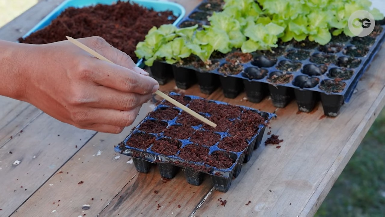 Salat zu Hause anbauen
