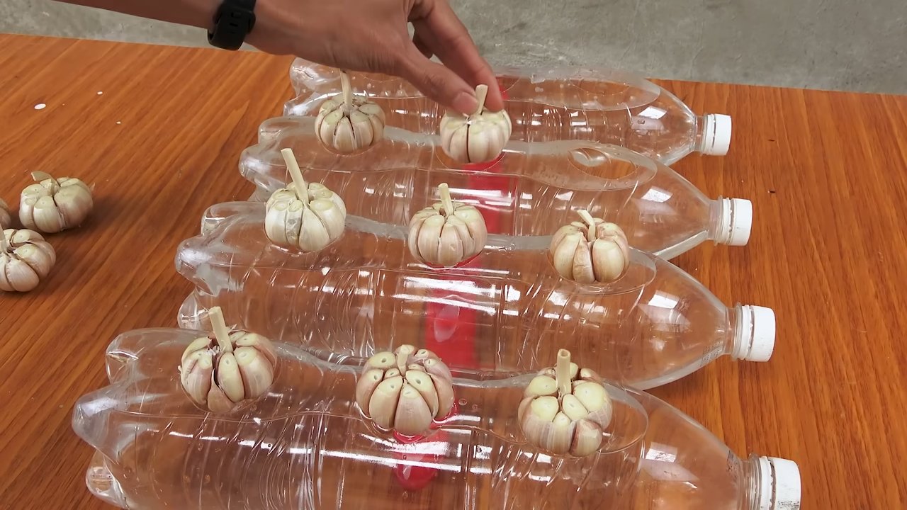 Knoblauch in Wasserflaschen anbauen