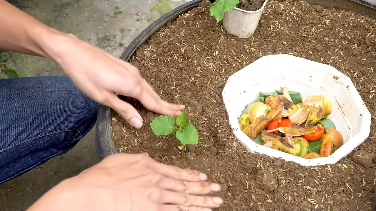 Bittergurke erfolgreich anbauen