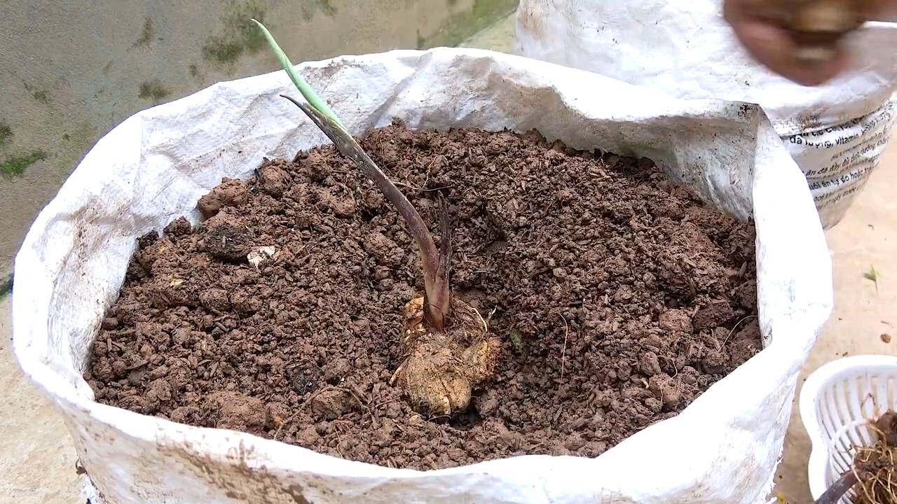Taro Anbau leicht gemacht