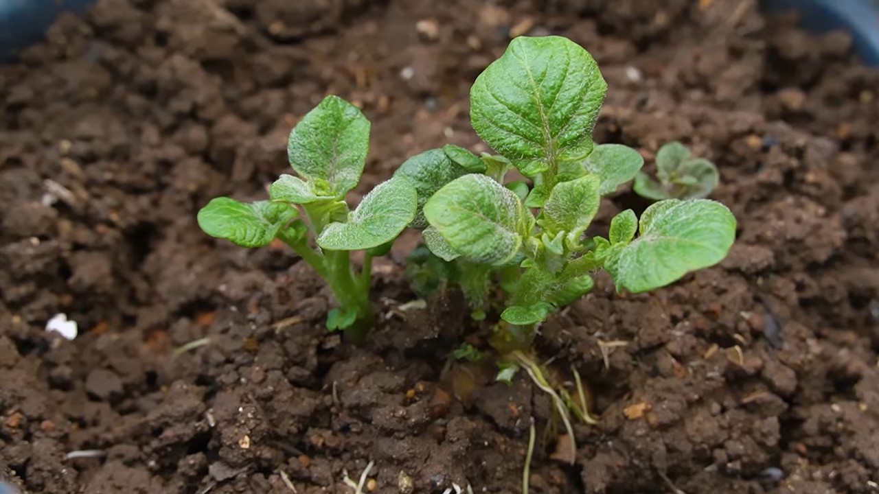 Kartoffeln anbauen ohne Garten