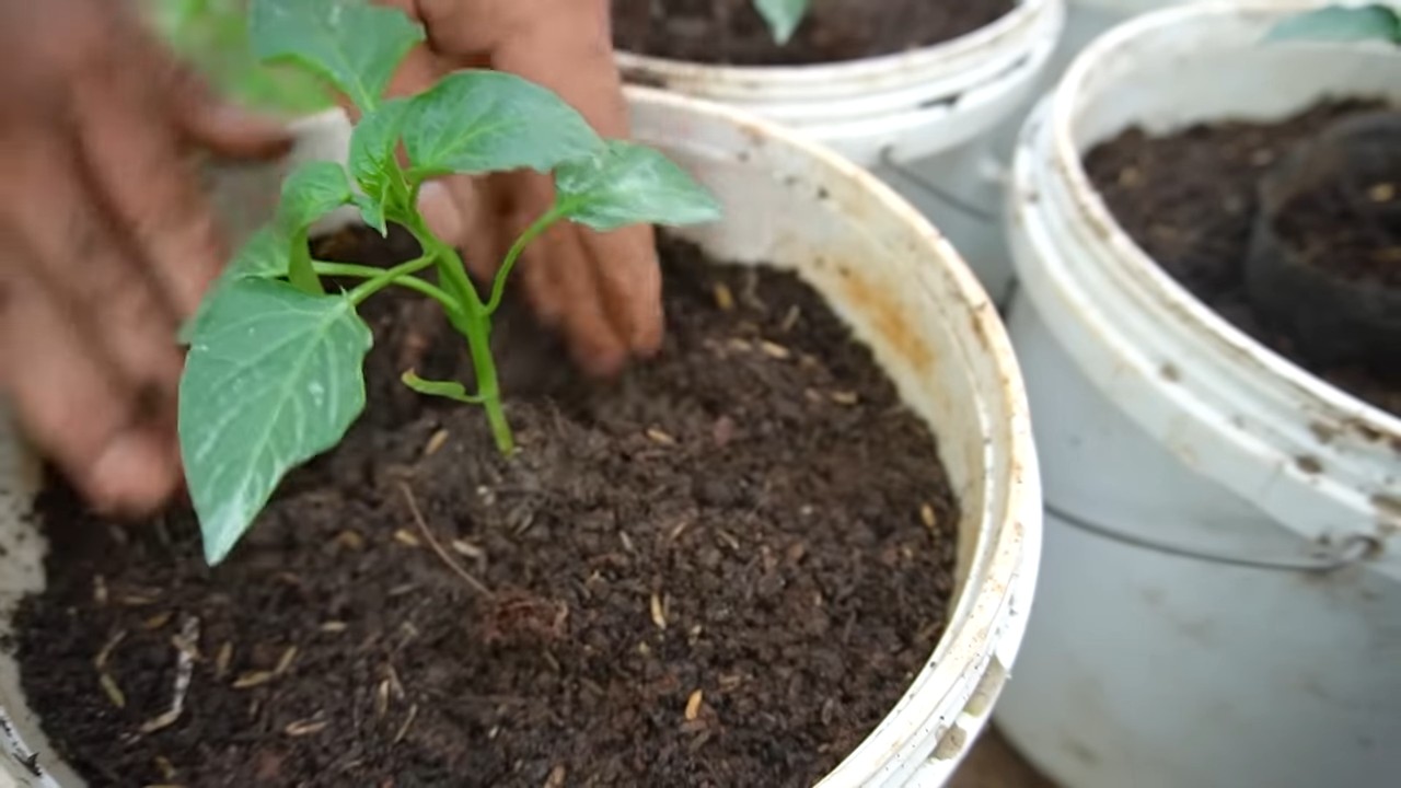 Paprika anbauen im Garten