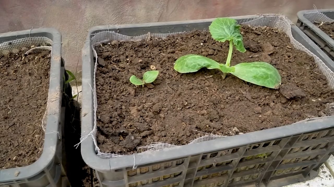 Zucchini anbauen zu Hause