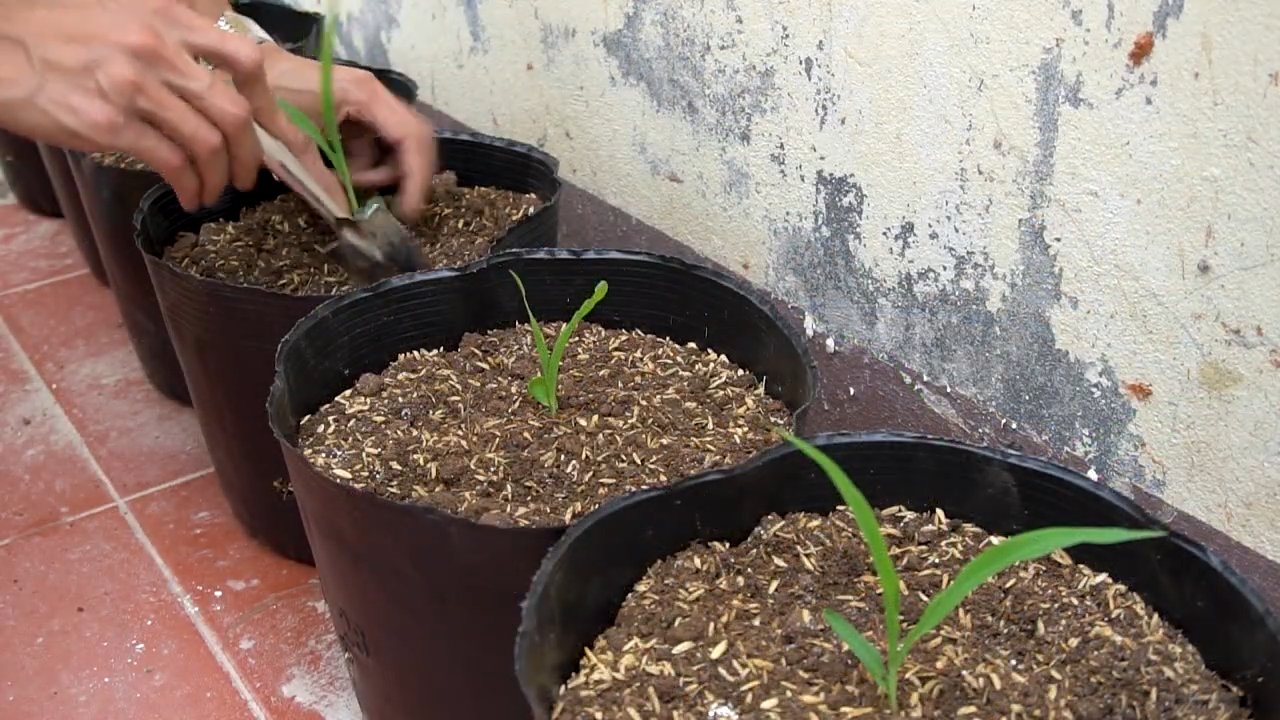 Lila Mais zu Hause anbauen