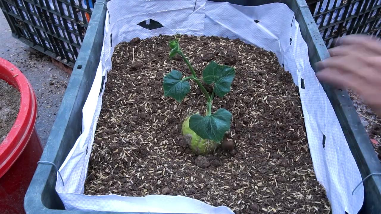 Chayote Anbau Erfolgreich Gestalten