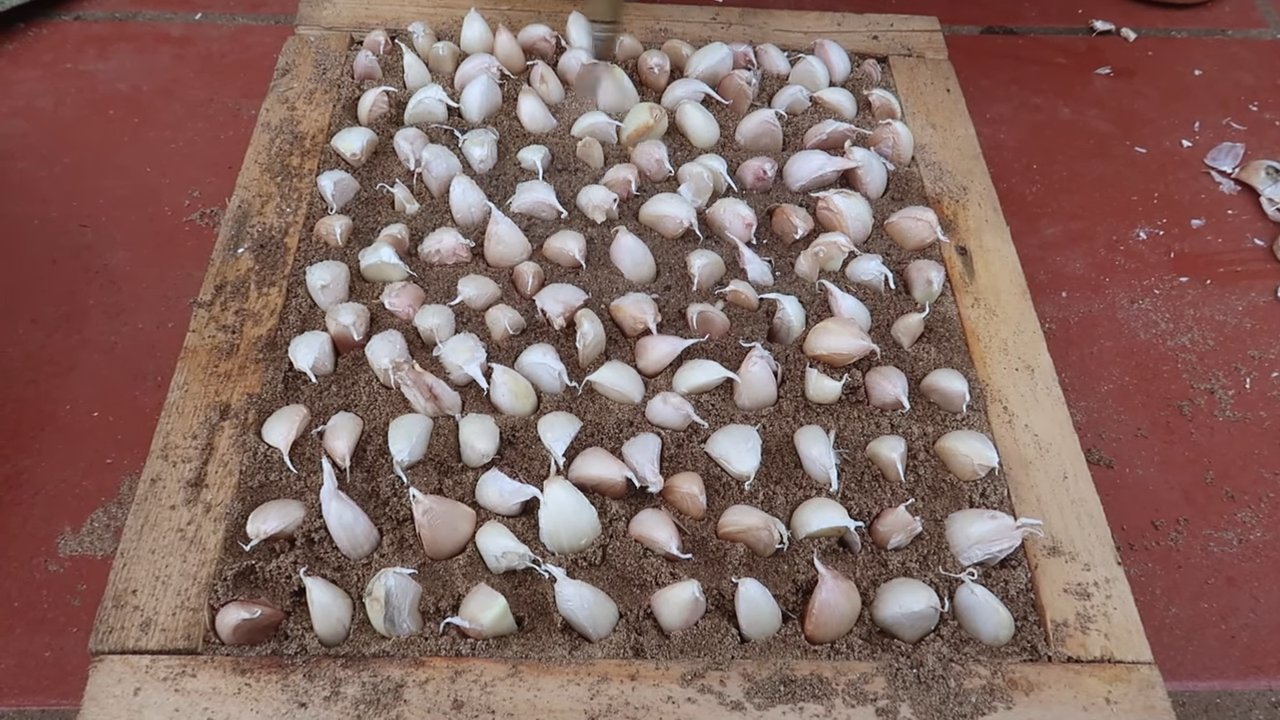 Knoblauch im Plastiksack anbauen