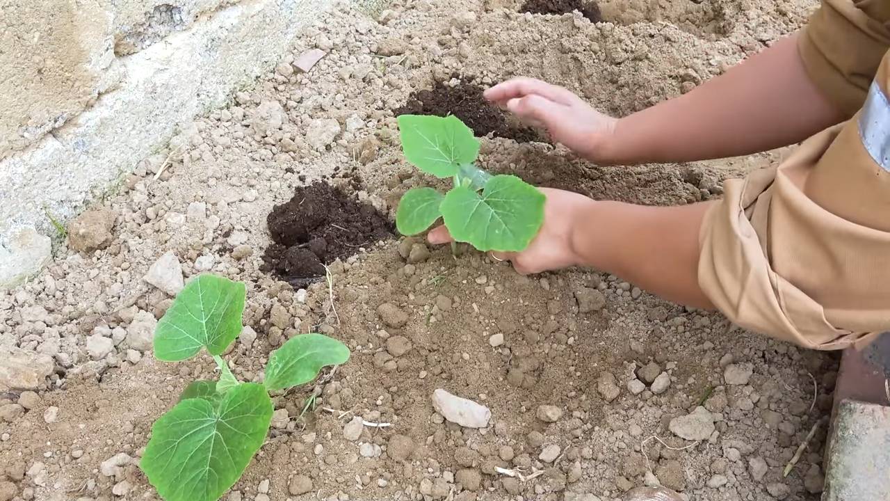 Flaschenkürbis Anbau Einfache Anleitung