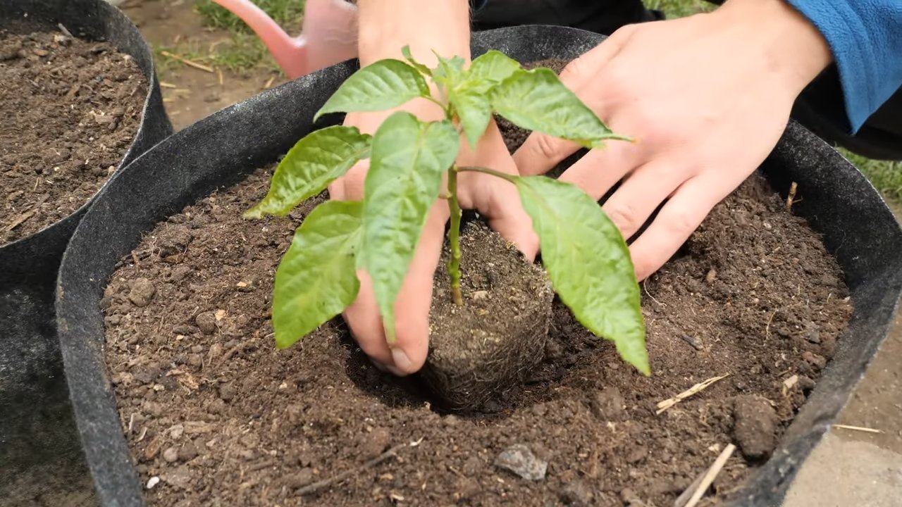 Gelbe Habaneros anbauen