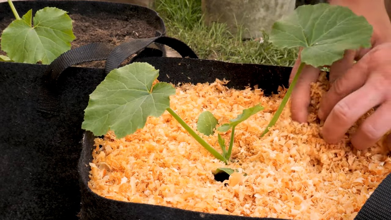 Zucchini im Pflanzsack anbauen