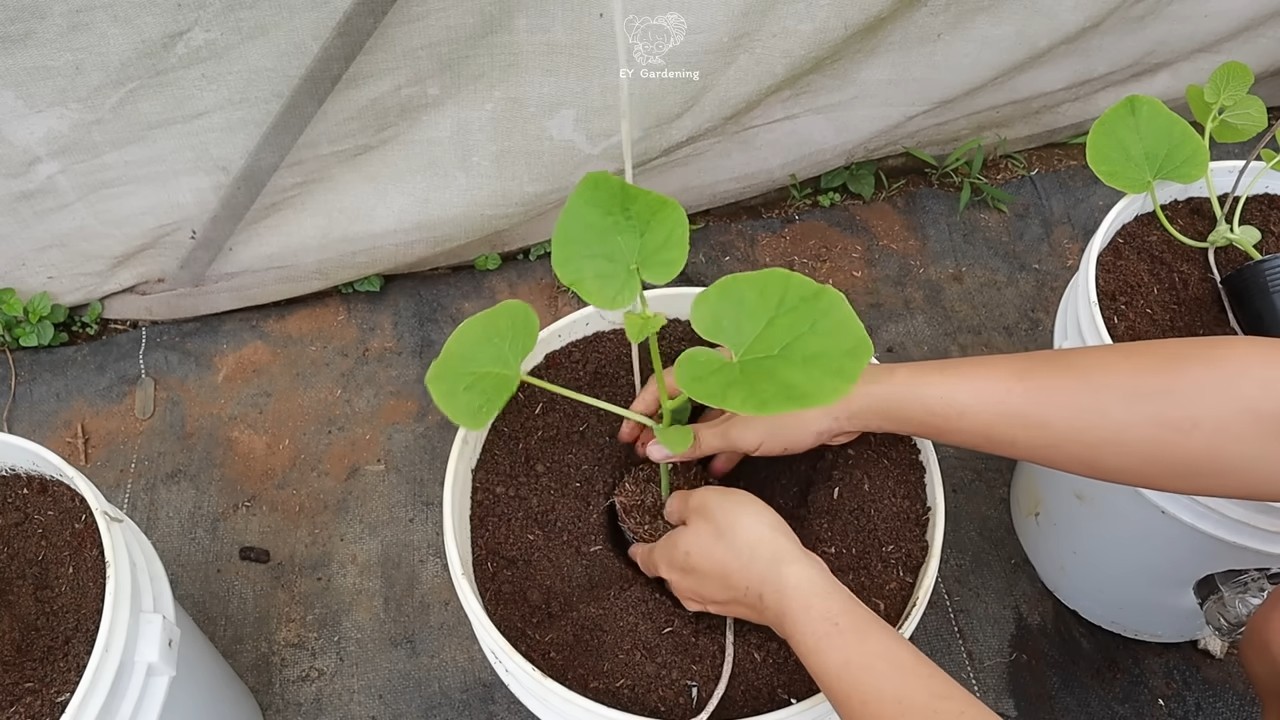 Melonen Anbauen Hängend