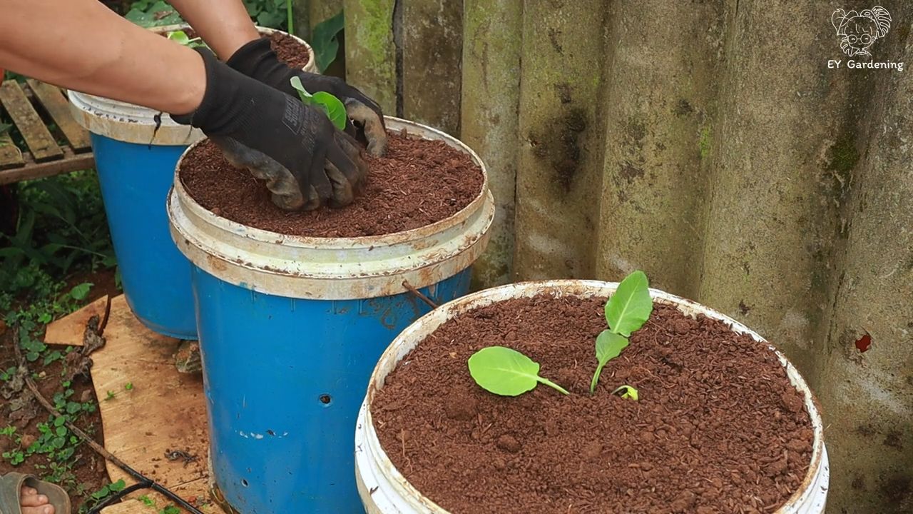 Brokkoli und Blumenkohl Anbau