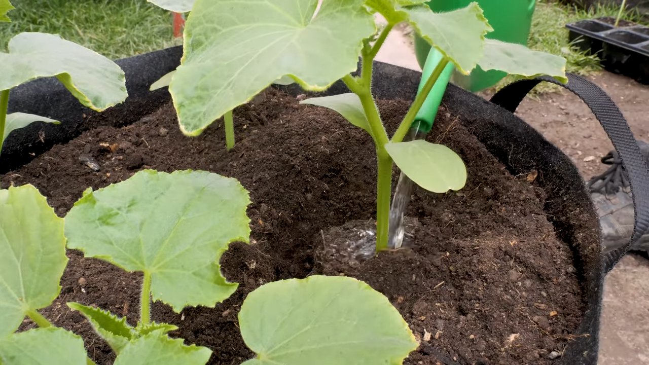 Gurken im Topf anbauen