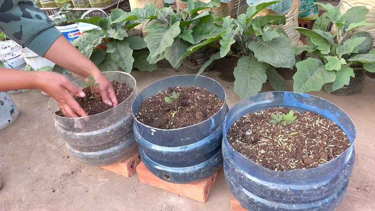 Kirschtomaten anbauen zu Hause