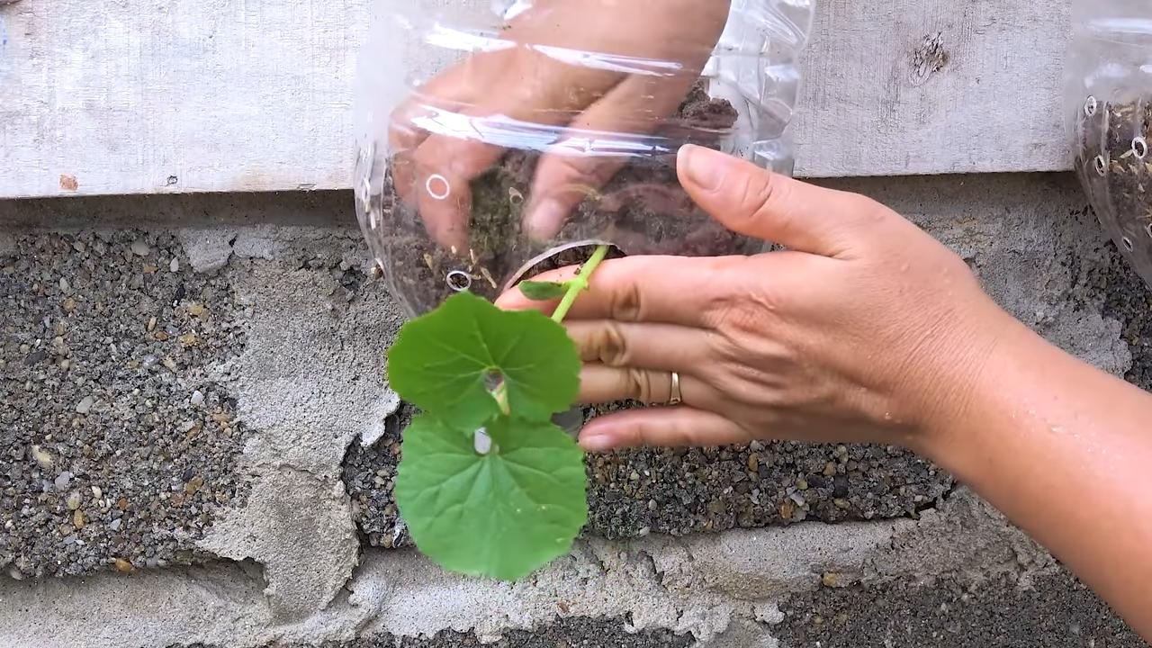 Bittermelone anbauen ohne Garten