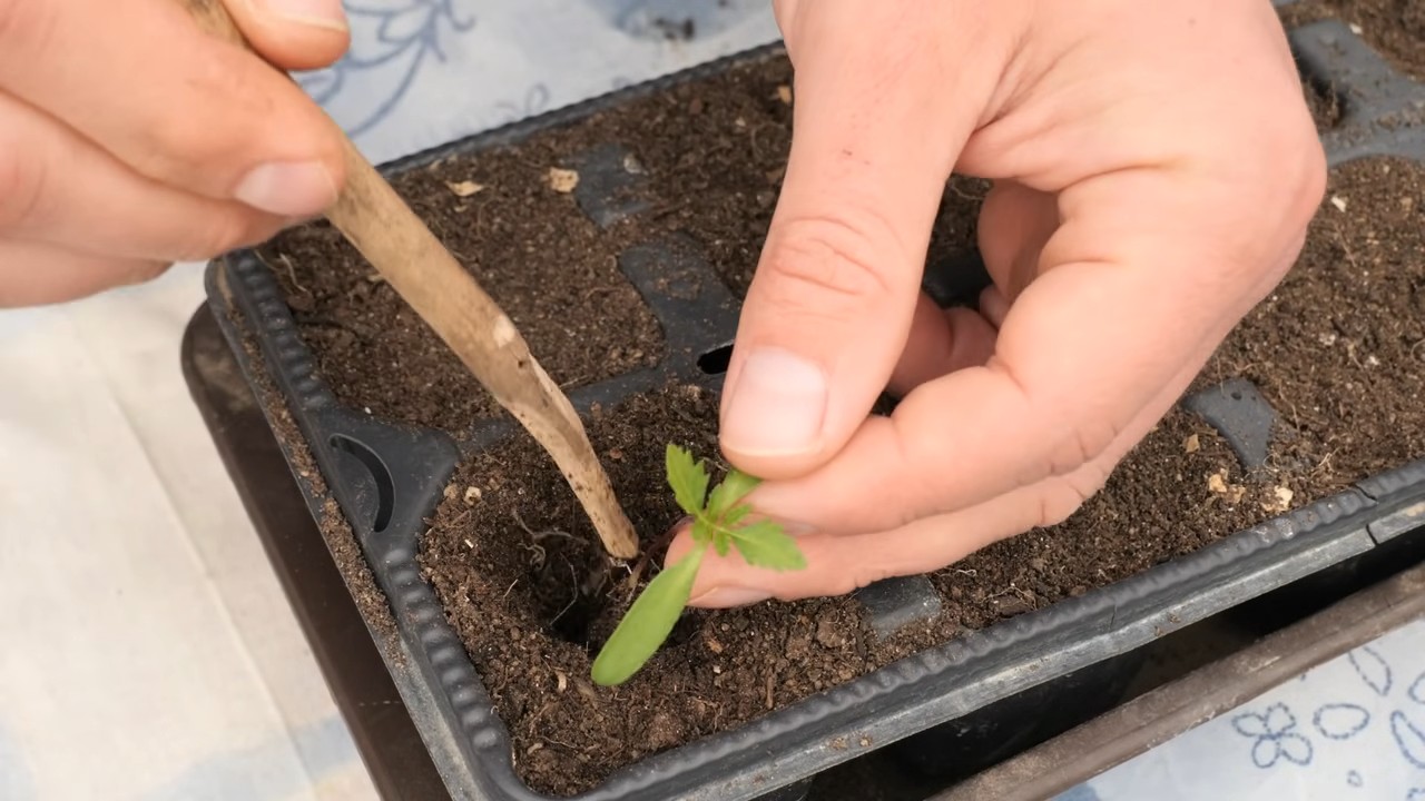 Ringelblumen selber ziehen