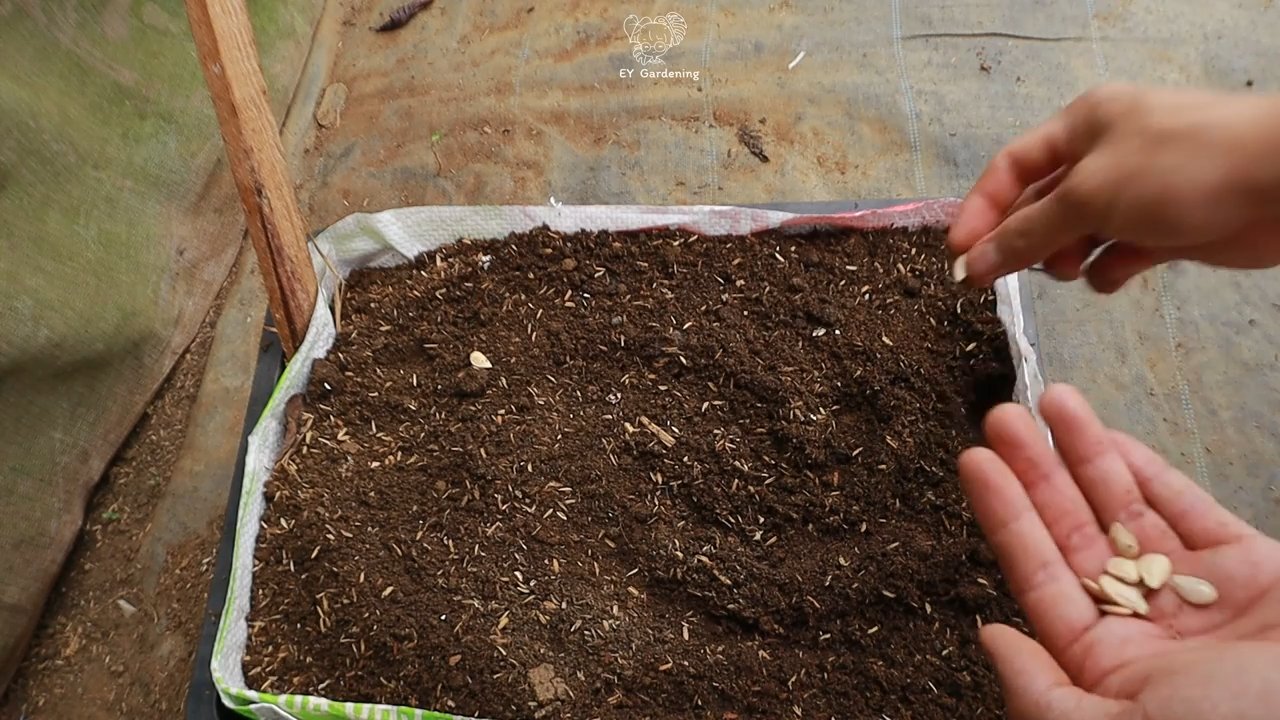 Butternut Kürbis ohne Garten anbauen