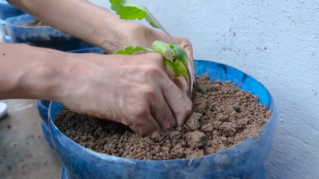 Kohlrabi Anbau in Flaschen