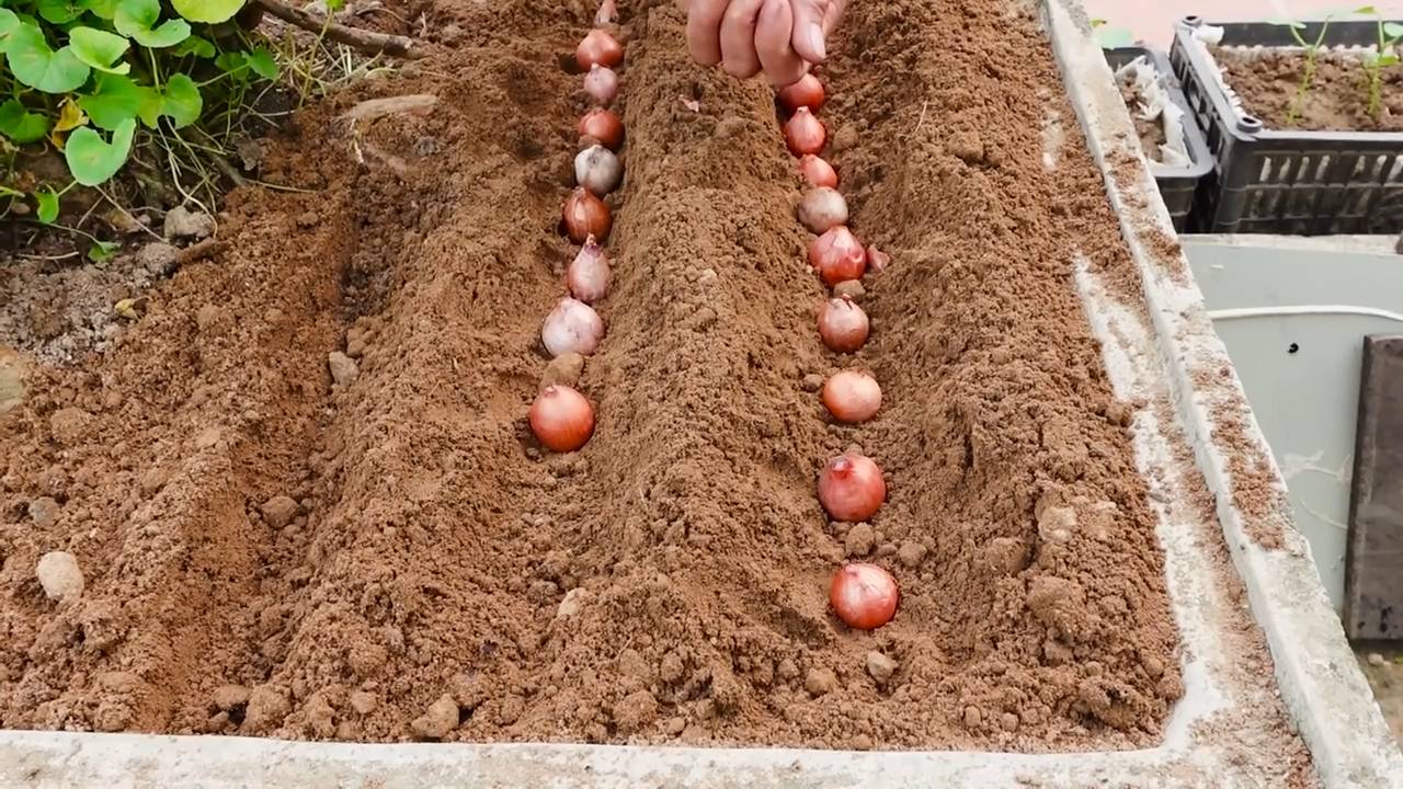 Endlose Frühlingszwiebeln selber ziehen