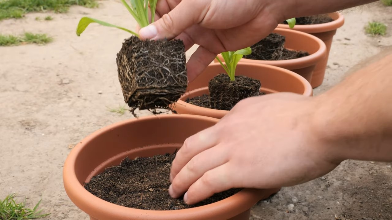 Ringelblumen Anbau Einfache Anleitung