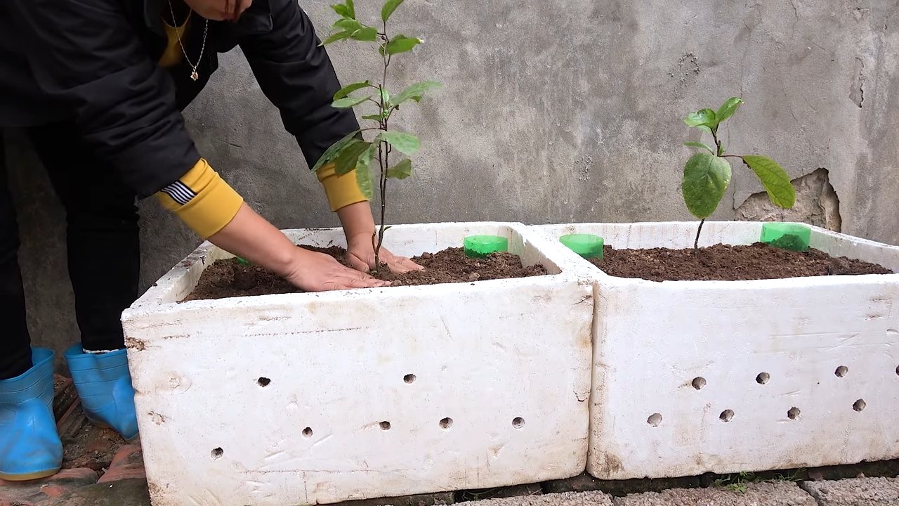 Passionsfrucht Anbau Terrasse