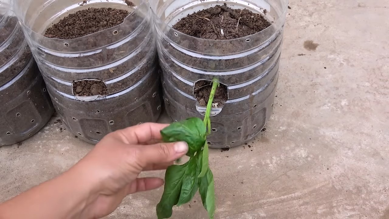 Paprika Anbau Recycling Flaschen