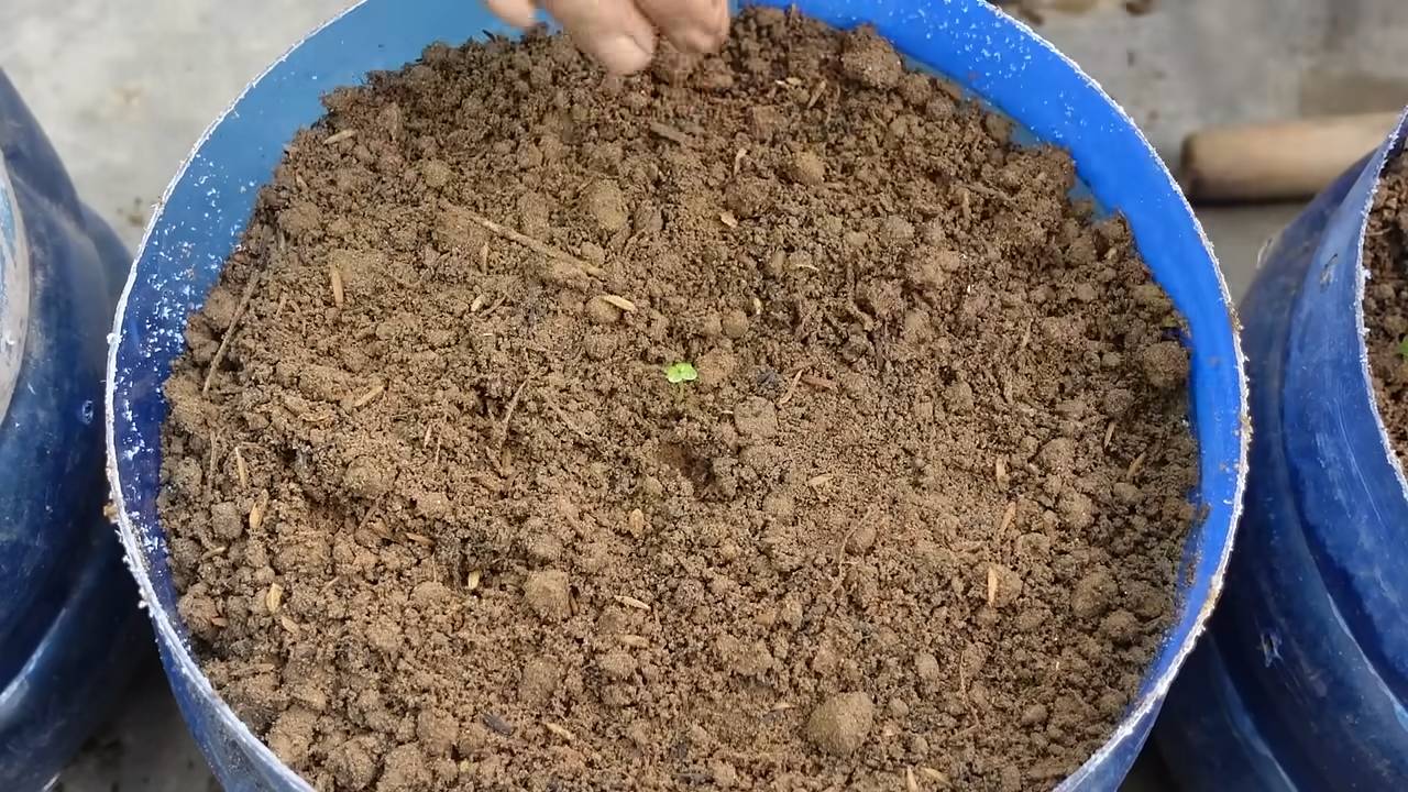 Napakohl im Garten anbauen