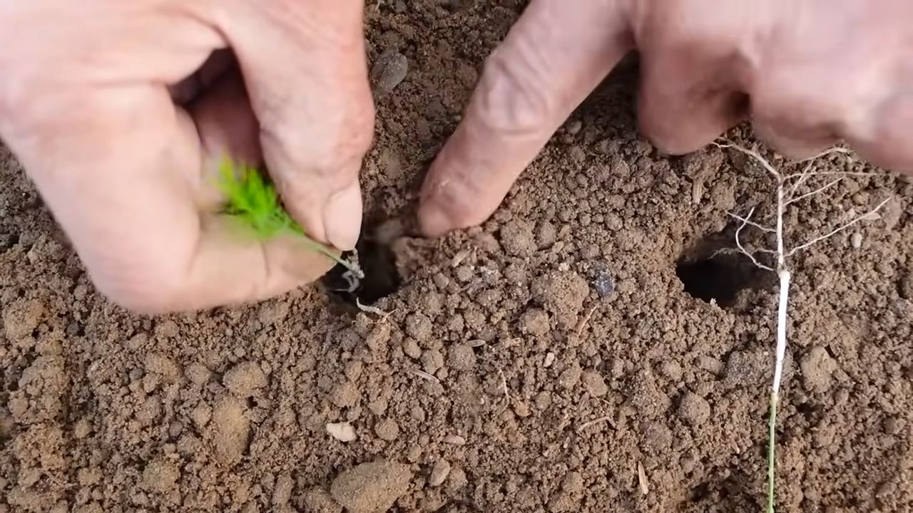 Spargel ganzjährig selbst anbauen