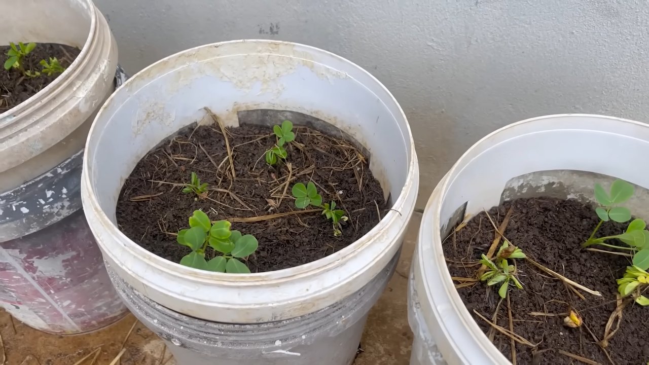 Erdnüsse anbauen ohne Garten