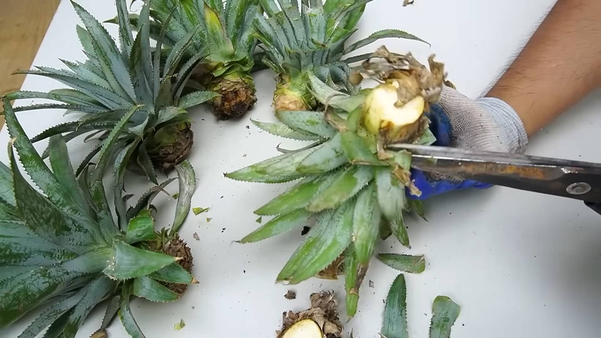 Ananas ziehen aus Abfall