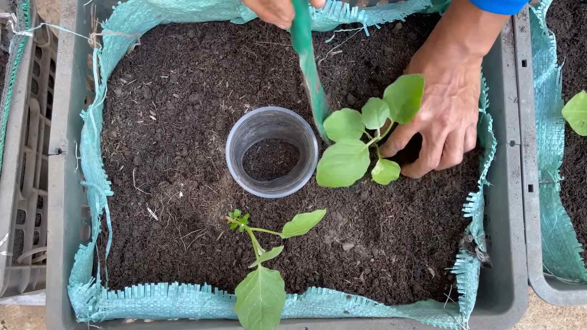 Auberginen pflanzen Trick