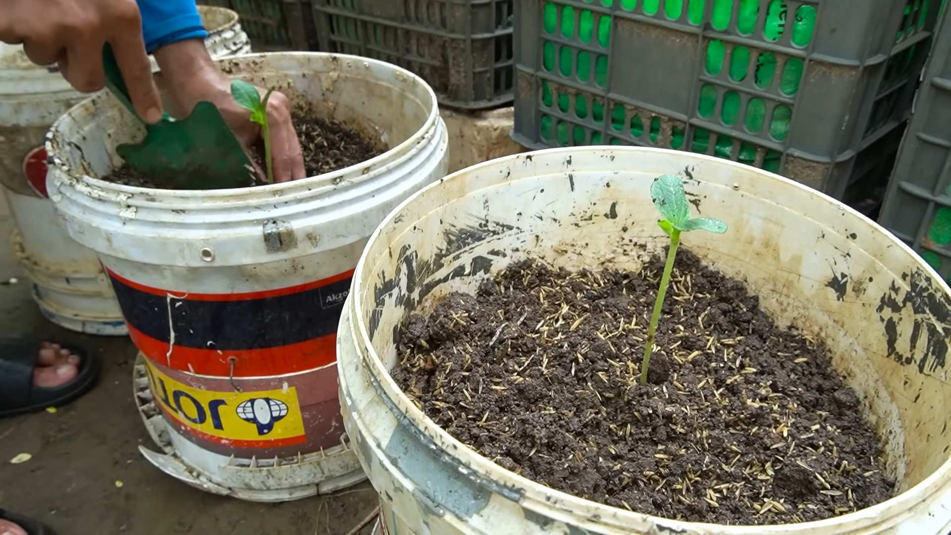 Riesenzucchini anbauen