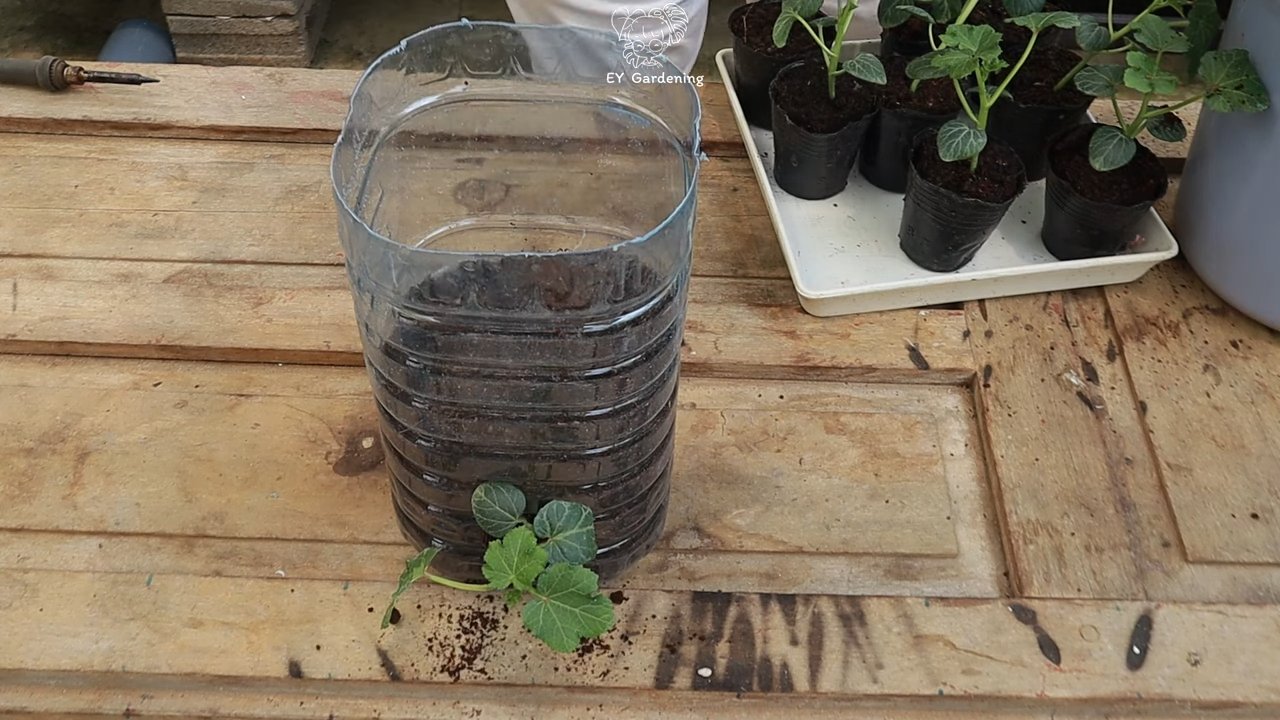 Dachgarten Okra selber bauen