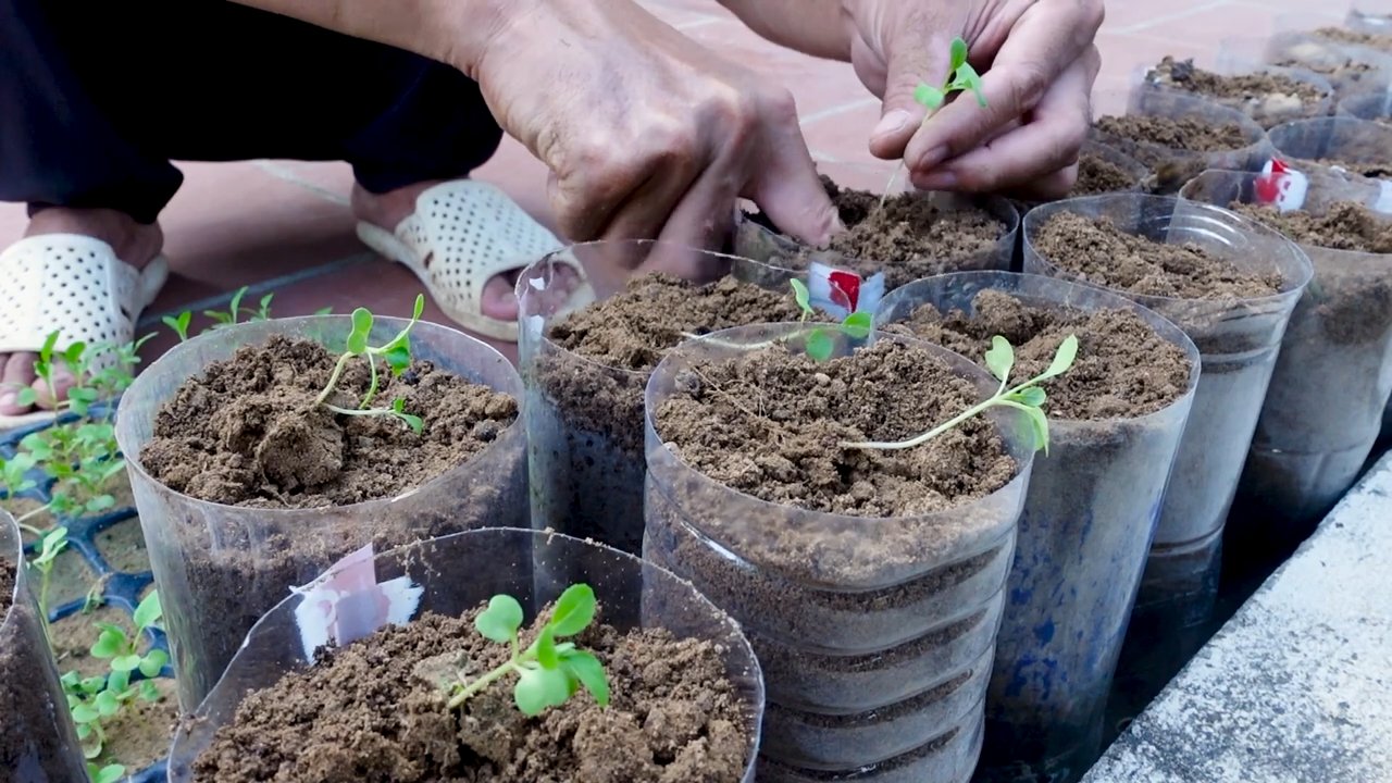 Garten Hack ohne Garten