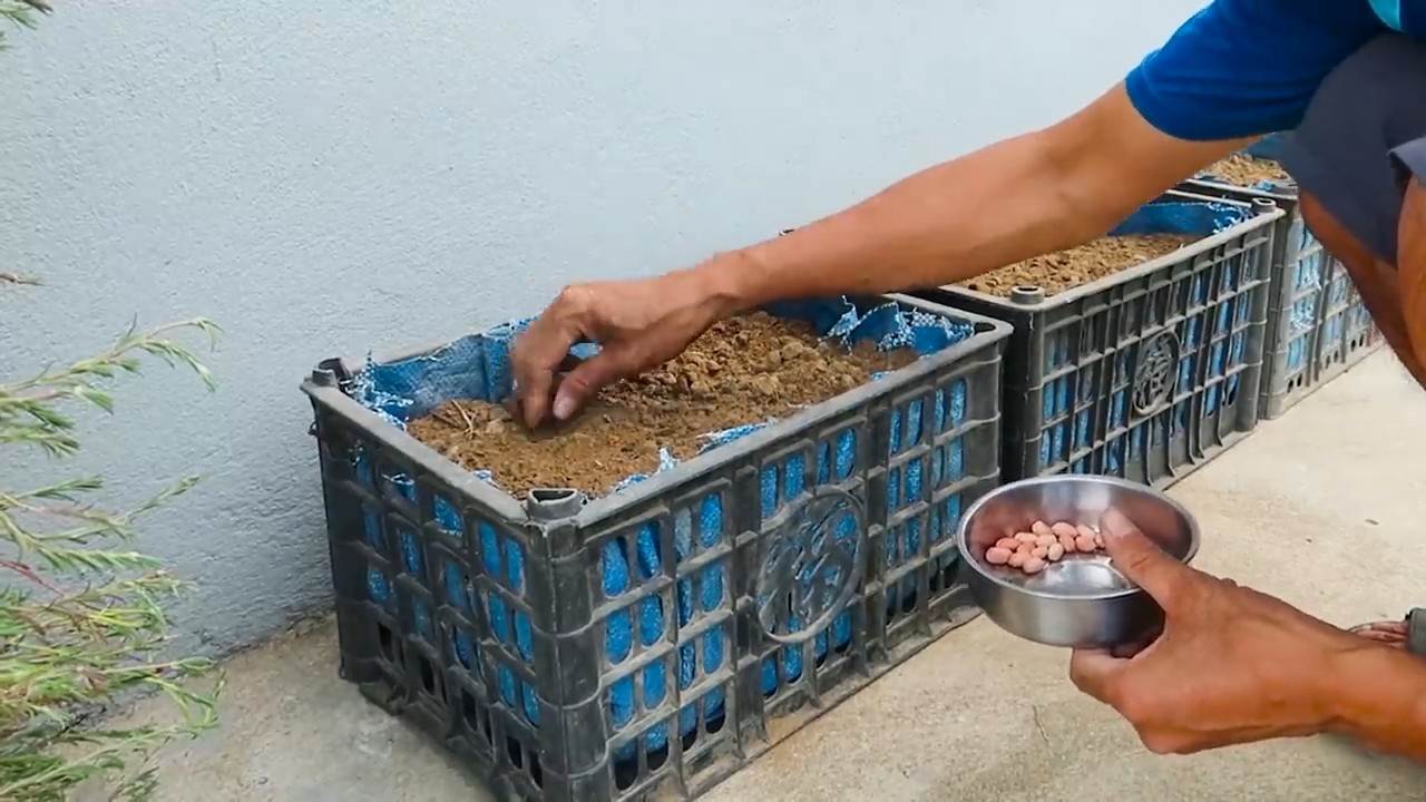 Erdnüsse zu Hause anbauen