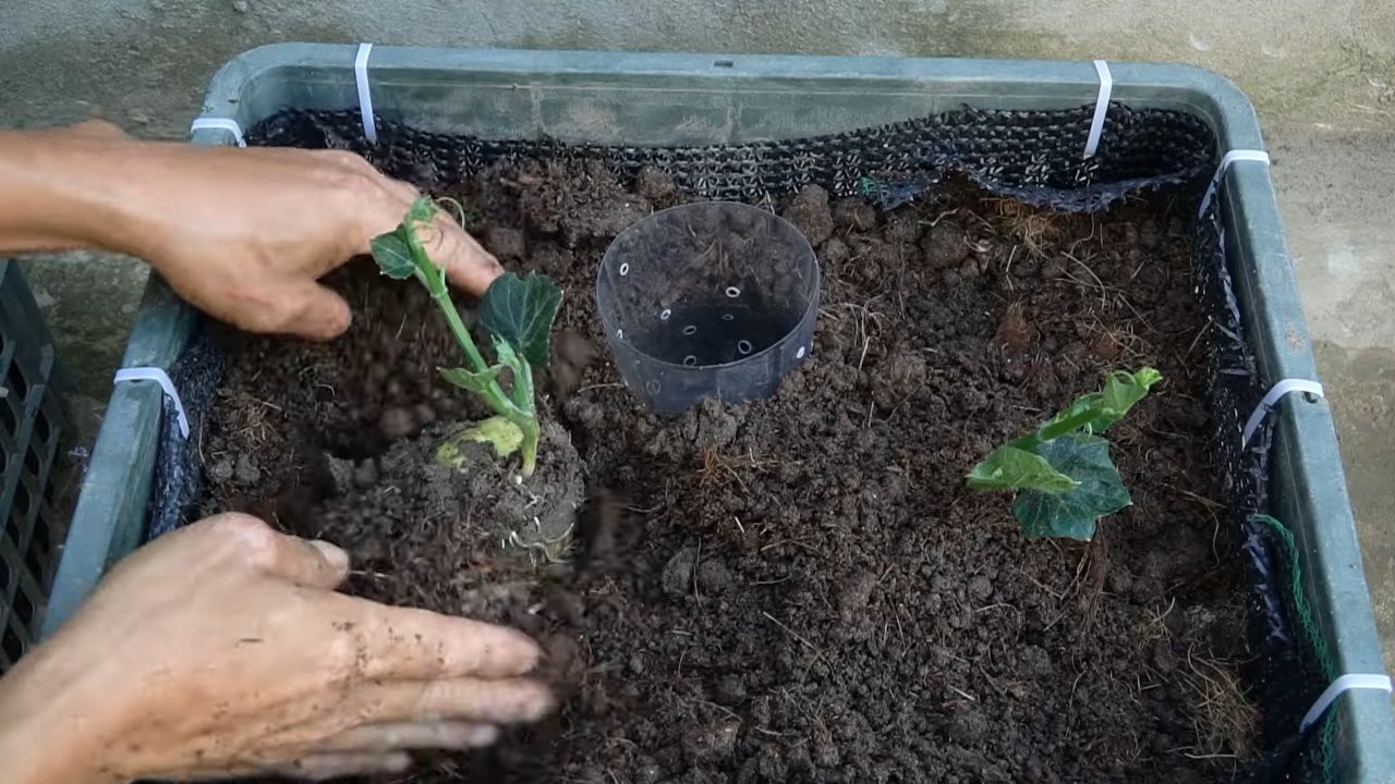 Chayote Anbau zu Hause