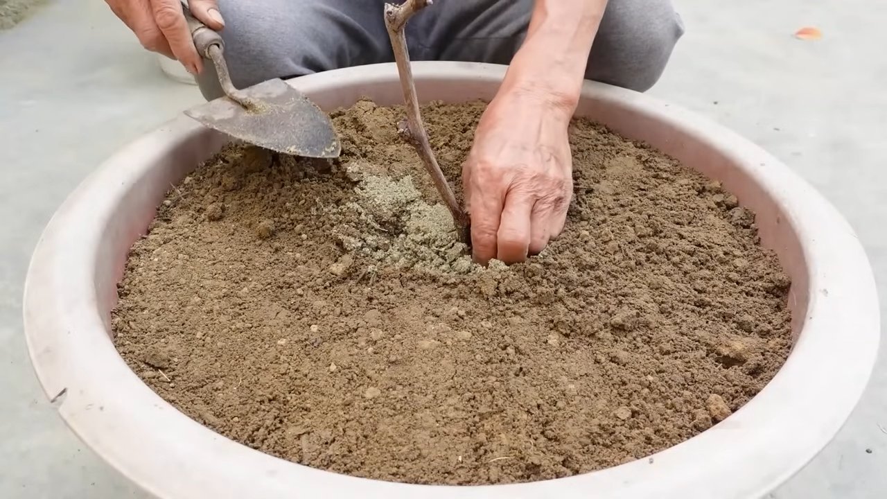 Zitronen ganzjährig ernten